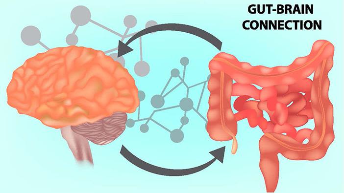 Relationship between the gut microbiome and brain function